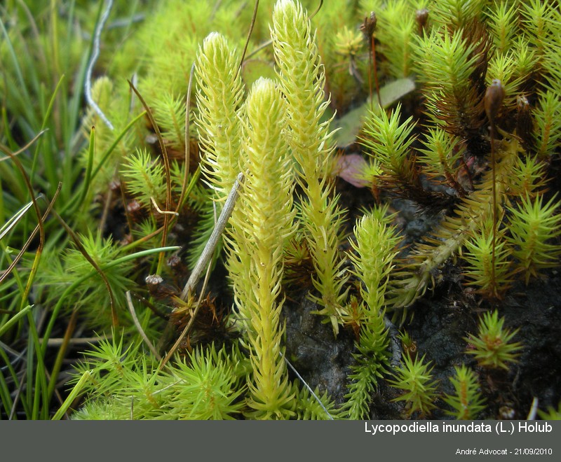 Lycopodiella inundata (L.) Holub #18171
