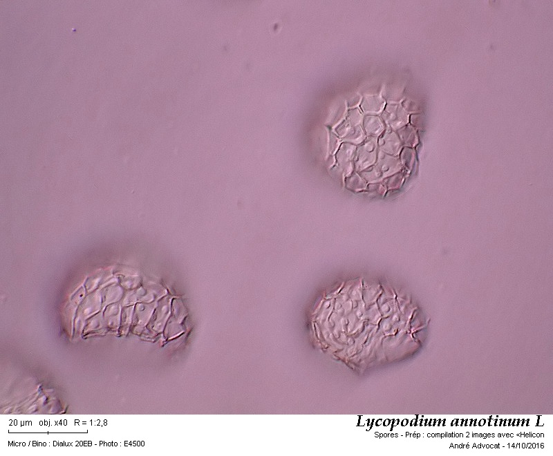 Lycopodium annotinum L #47281