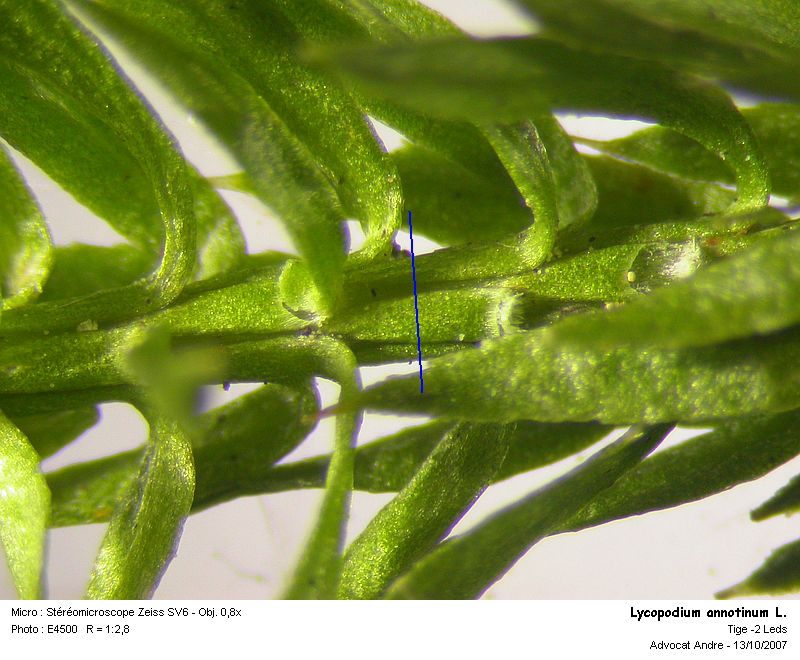 Lycopodium annotinum L. (Coupe de tige) #321