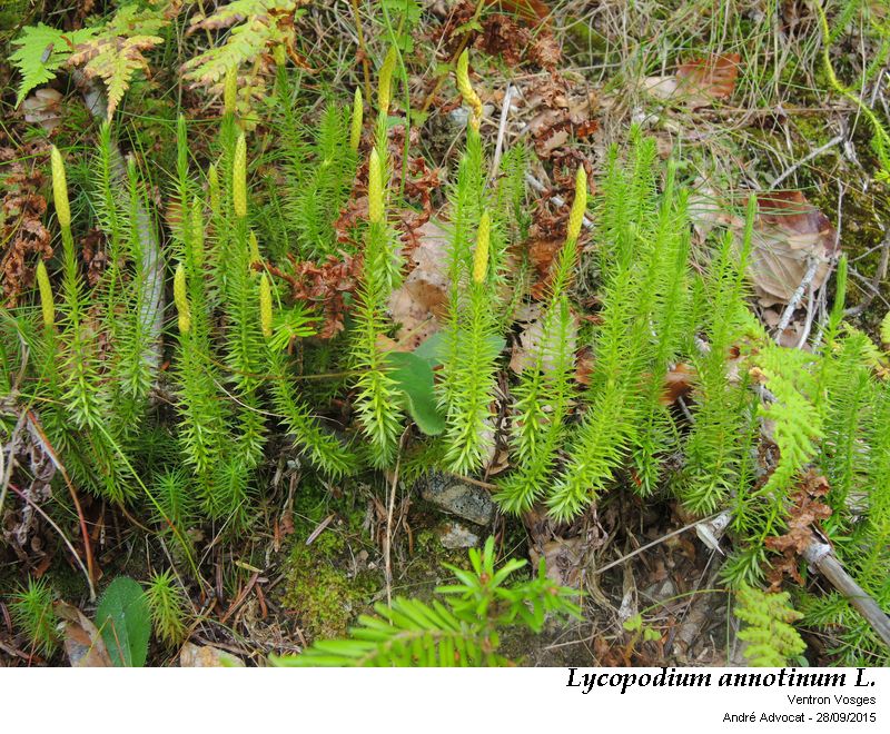 Lycopodium annotinum L #47278