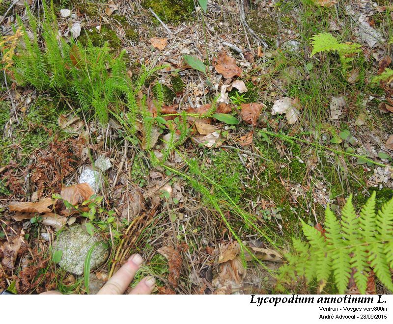 Lycopodium annotinum L #47279