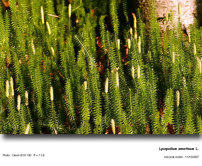 Lycopodium annotinum L. (Coupe de tige) #320