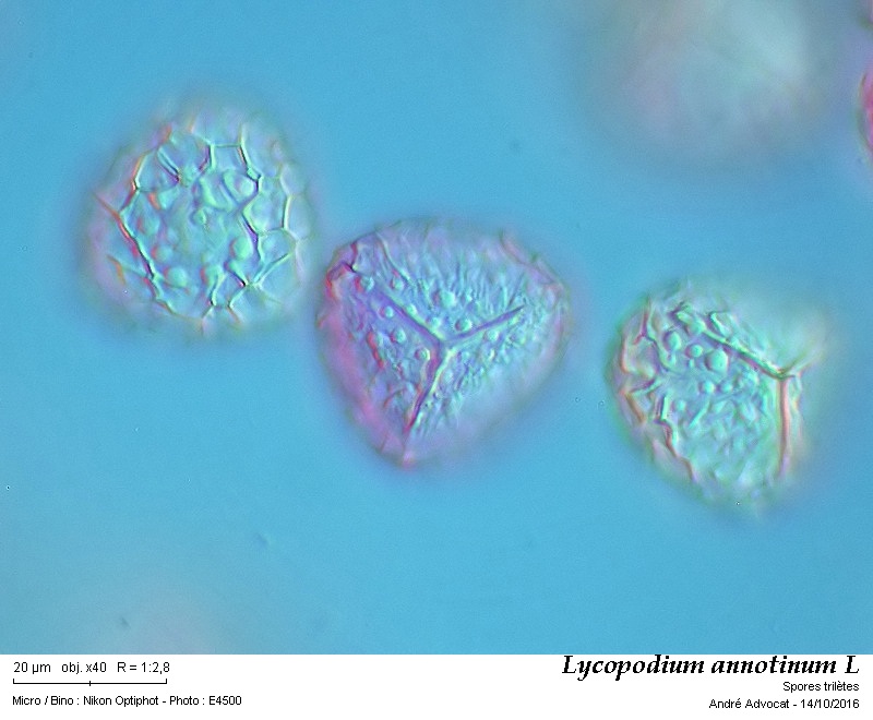 Lycopodium annotinum L #47280