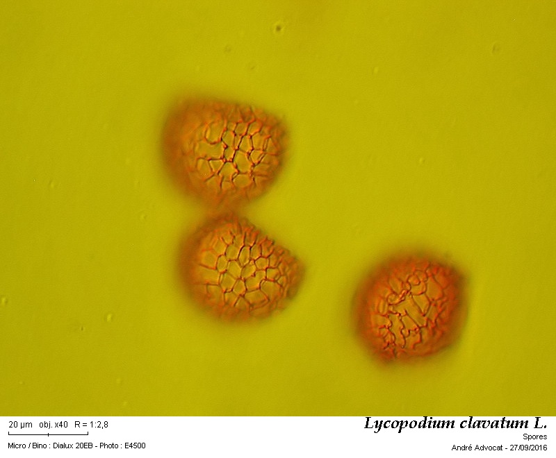 Lycopodium clavatum L. #47172