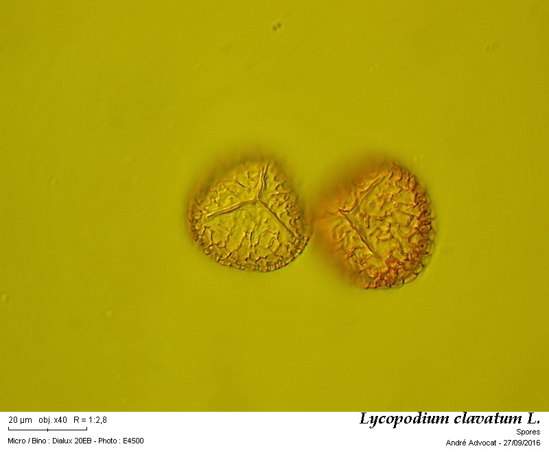 Lycopodium clavatum L. #47173