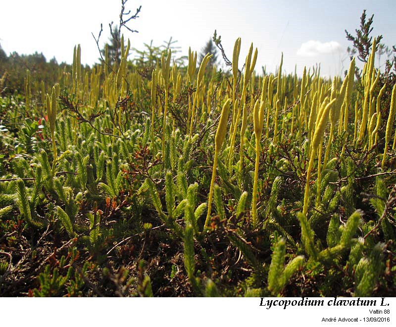 Lycopodium clavatum L. #47171