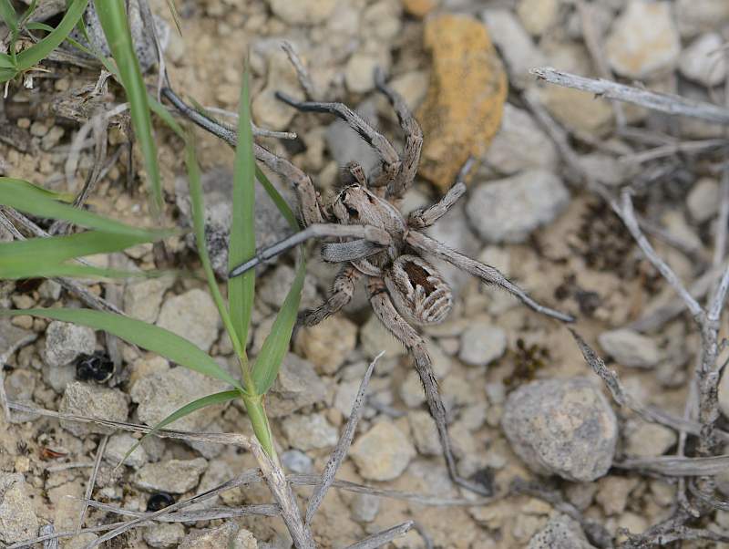 Lycosa tarentula L. la tarentule ou lycose de Narbonne #45377
