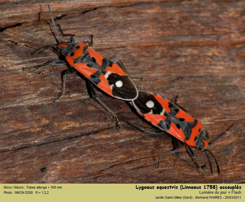 Lygaeus equestris (Linnaeus, 1758) #21475