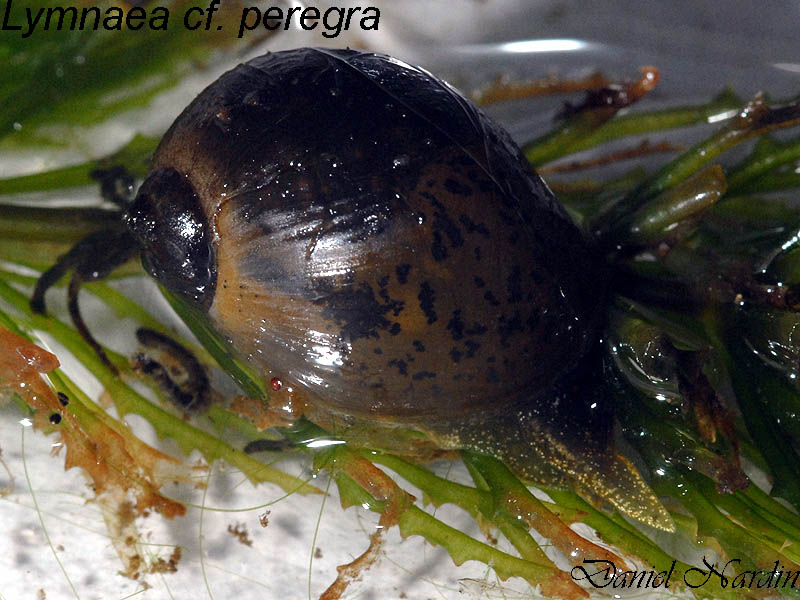 Lymnea cf. peregra #237