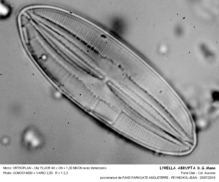 LYRELLA ABRUPTA D.G.Mann #46261