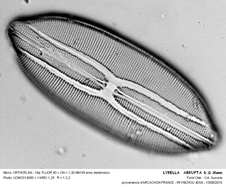 LYRELLA ABRUPTA D.G.Mann #45623