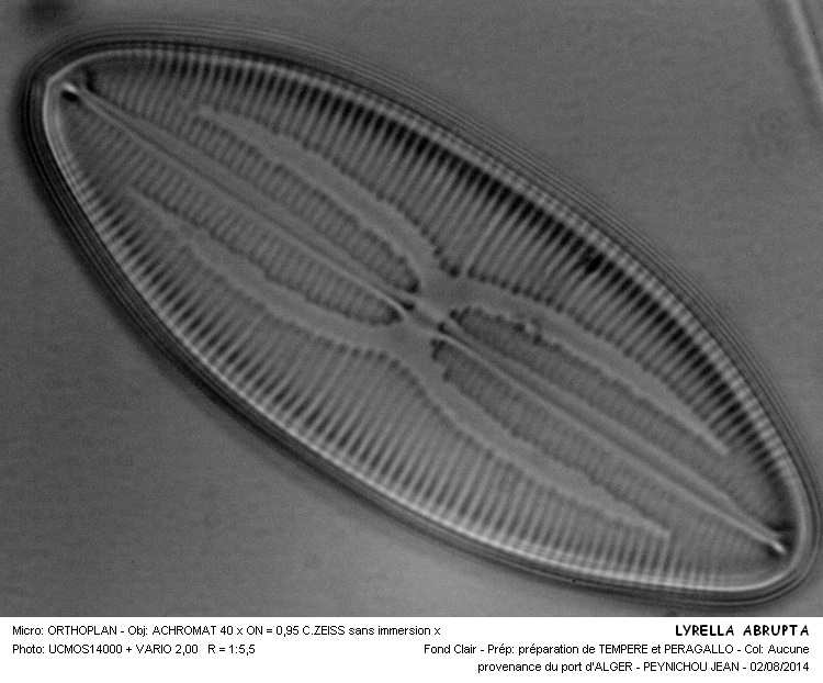 LYRELLA ABRUPTA #38390