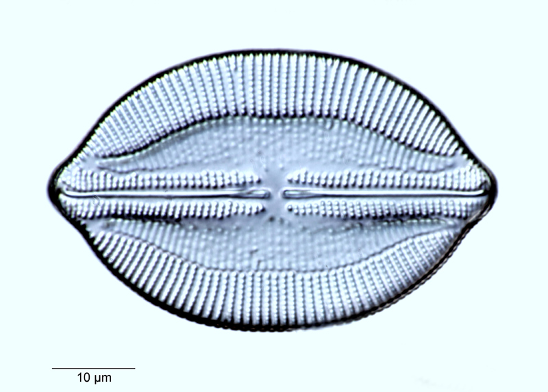 Lyrella clavata #55475