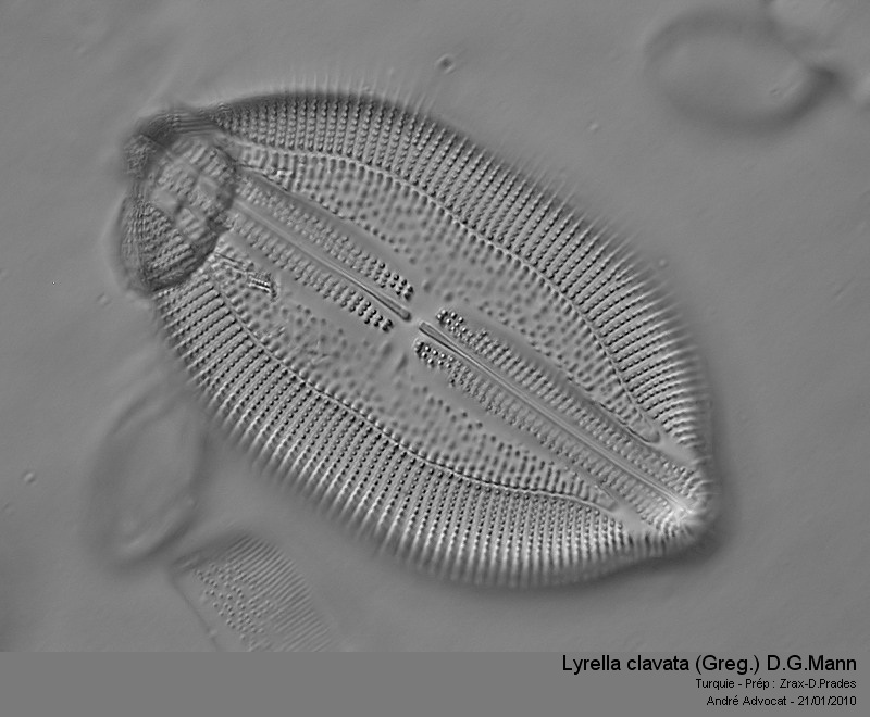 Lyrella clavata (Greg.) H.G.Mann #16096