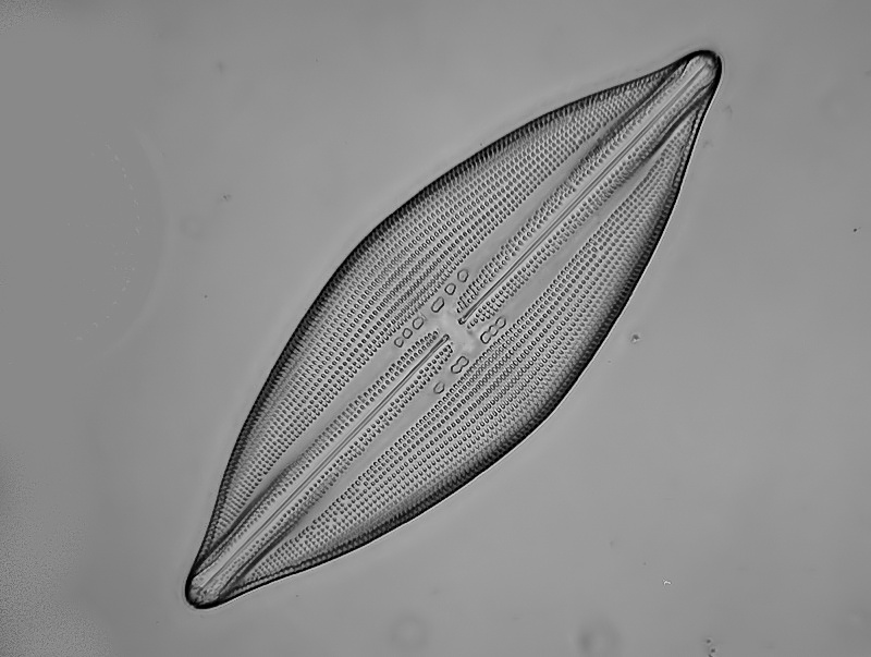 Lyrella durandii +(Kitton)D.G.Mann. #34835