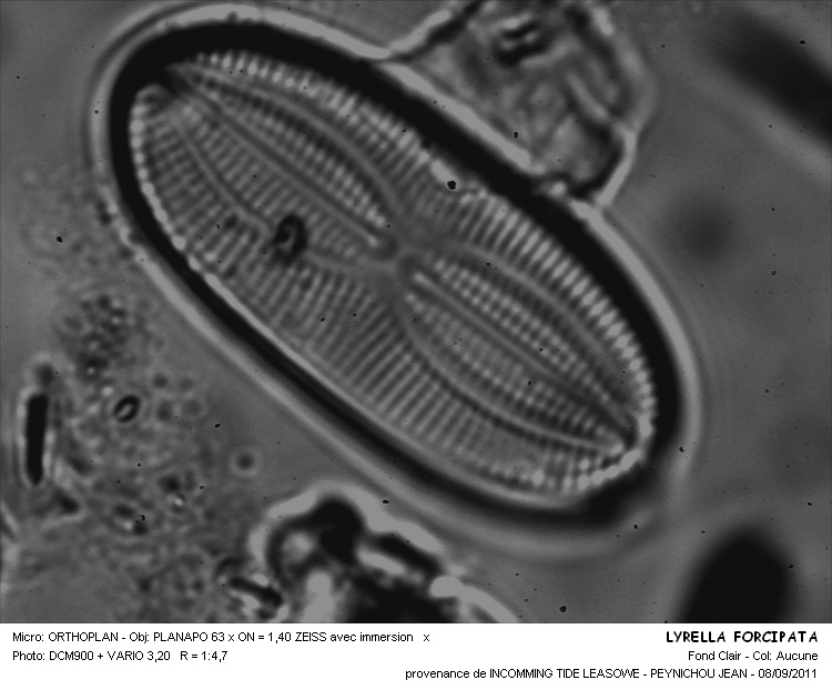 LYRELLA FORCIPATA #32001