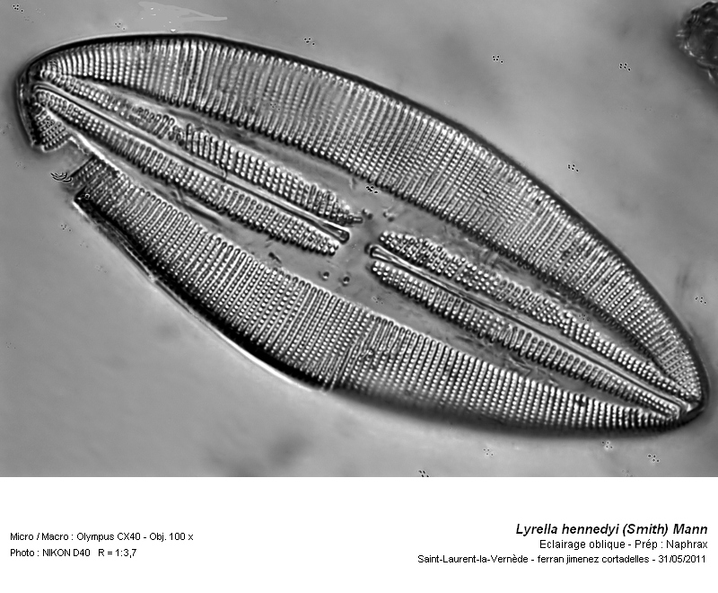 Lyrella hennedyi (Smith) Stickle & Mann #22571
