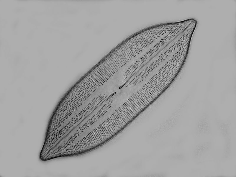 Lyrella irroratoides (Hustedt) D.G.Mann #35790