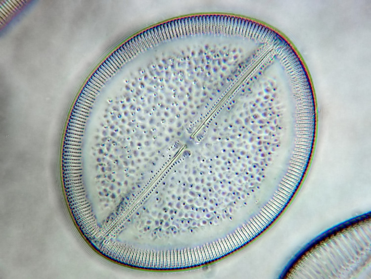 Lyrella oamaruensis (Grunow ex A.Schmidt) D.G.Mann #18825