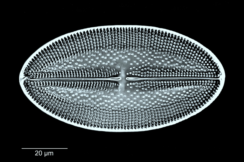 Lyrella praetexta #67949