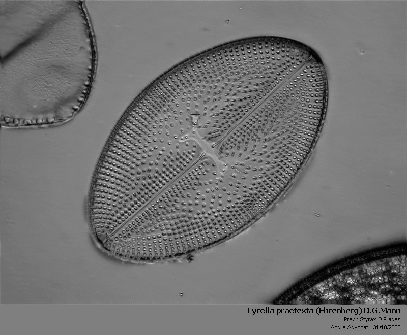 Lyrella praetexta (Ehrenberg) D.G.Mann #6467