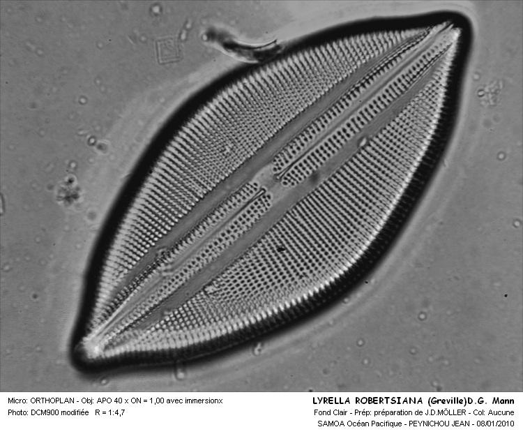 Lyrella robertsiana (Gréville) D.G.Mann (contrib J.Peynichou #14039