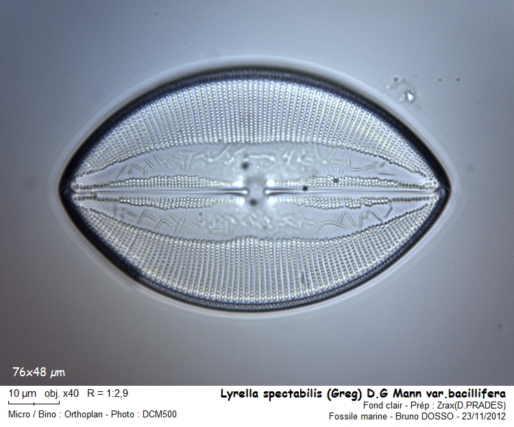LYRELLA spectabilis (Greg) D.G Mann var.bacillifera #28973