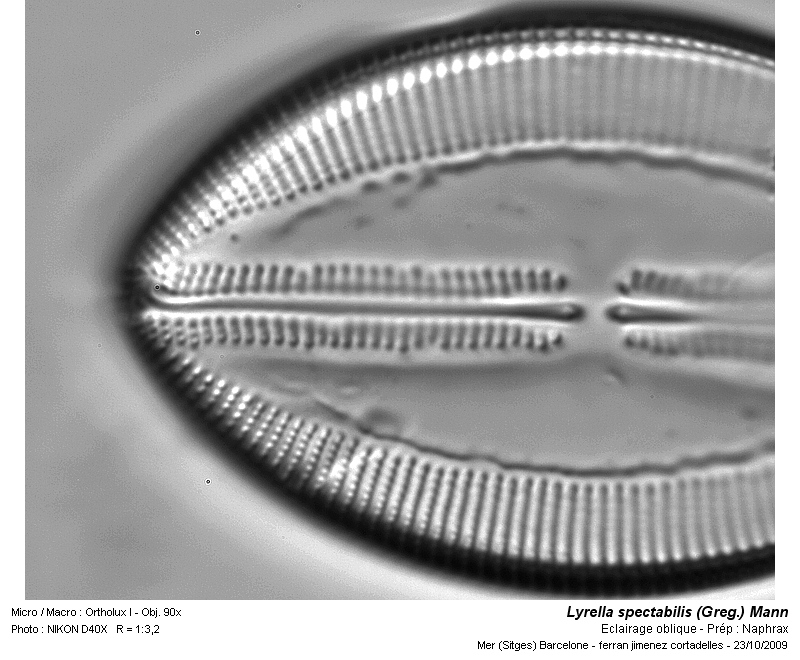 Lyrella spectabilis (Greg.) Mann #12968