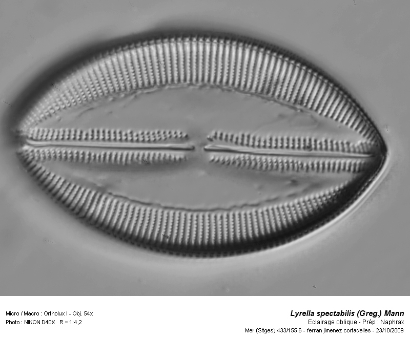 Lyrella spectabilis (Greg.) Mann #12966