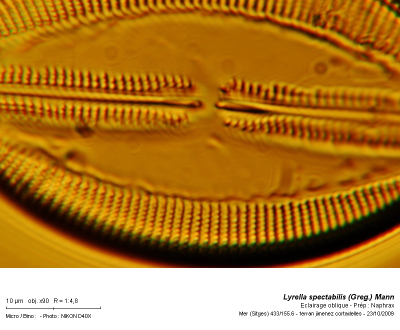 Lyrella spectabilis (Greg.) Mann #12967