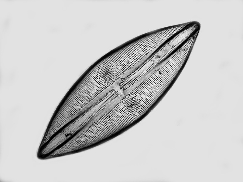 Lyrella zanzibarica (Greville) D.G.Mann #48867