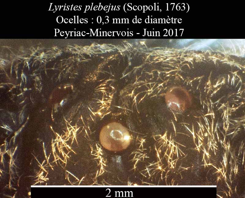 Lyristes plebejus - Cigale plébéienne #50462