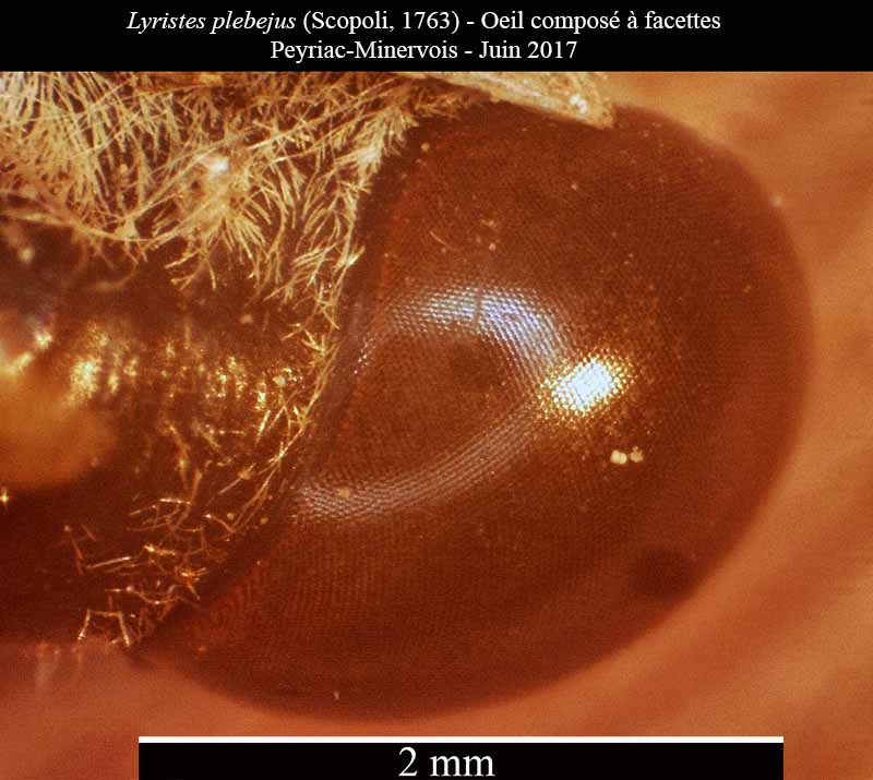 Lyristes plebejus - Cigale plébéienne #50463