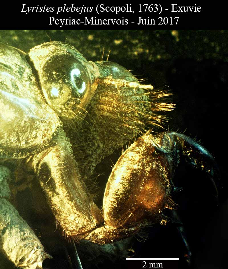 Lyristes plebejus - Cigale plébéienne #50452