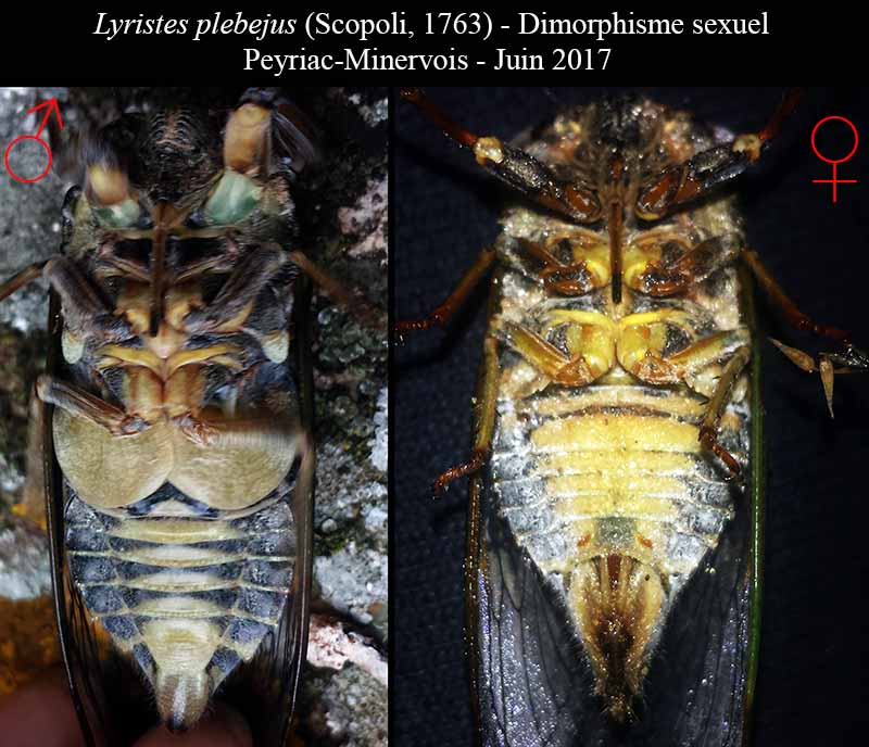 Lyristes plebejus - Cigale plébéienne #50460