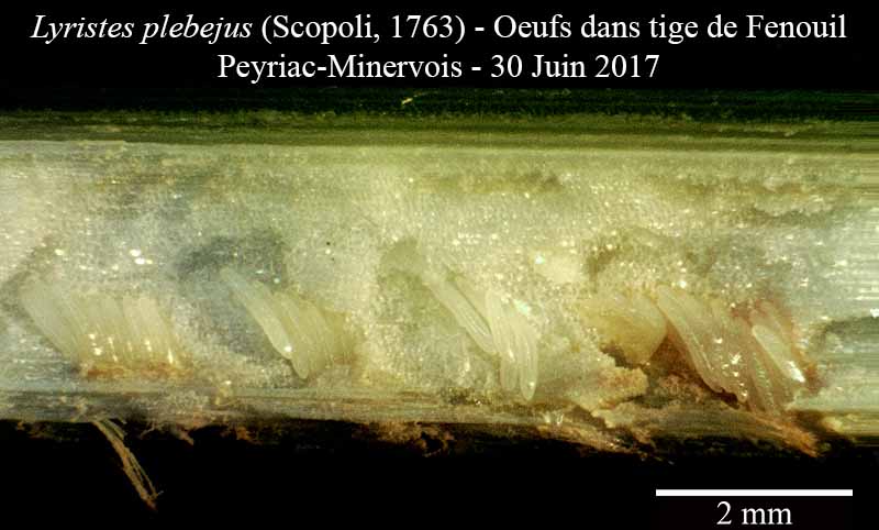 Lyristes plebejus - Cigale plébéienne #50471