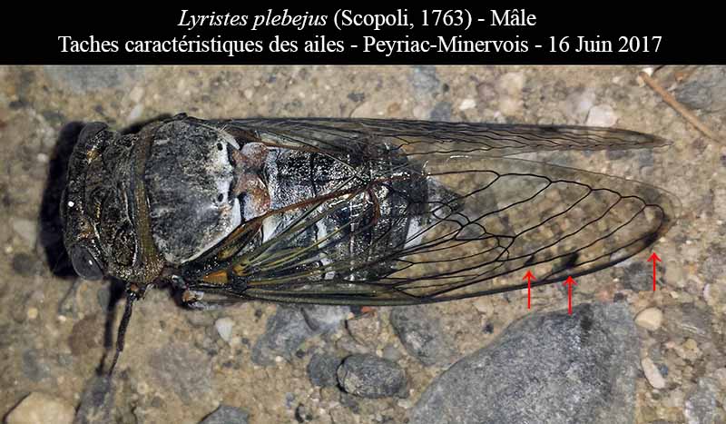 Lyristes plebejus - Cigale plébéienne #50458