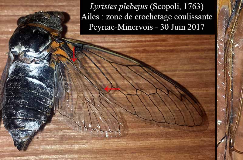 Lyristes plebejus - Cigale plébéienne #50459