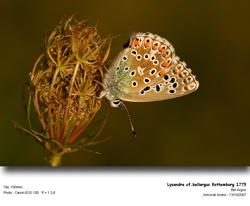 Lysandra cf.bellargus Rottemburg 1775 -Le Bel Argus #341