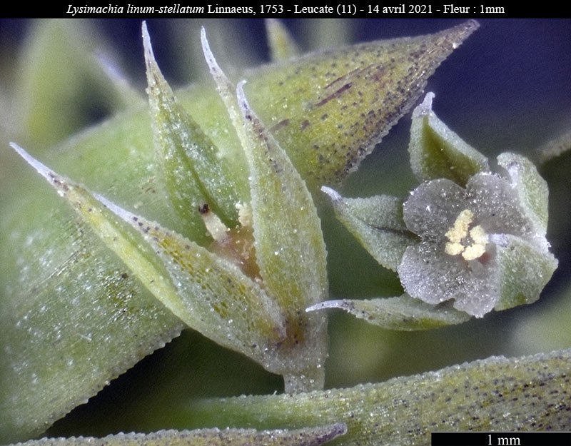 Lysimachia linum-stellatum #66342