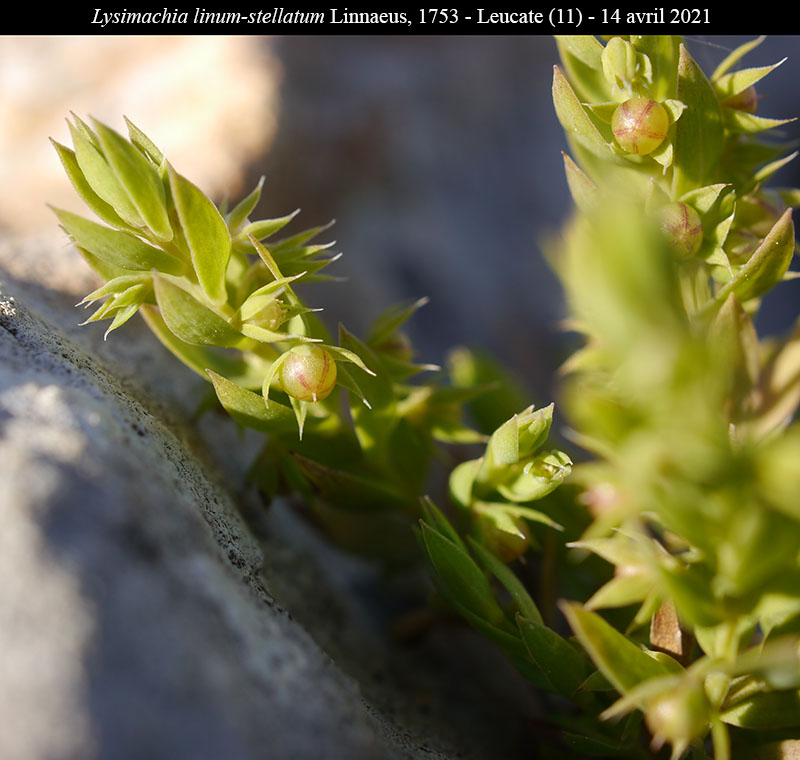 Lysimachia linum-stellatum #66340
