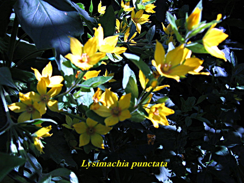 Lysimachia Punctata, poils glanduleux #1764