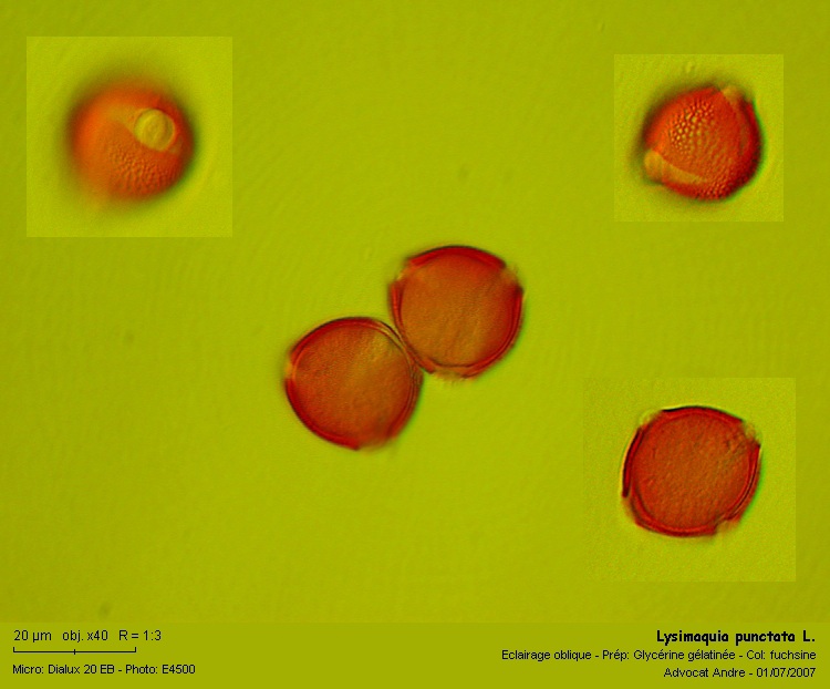 Lysimachia punctata L. #1769