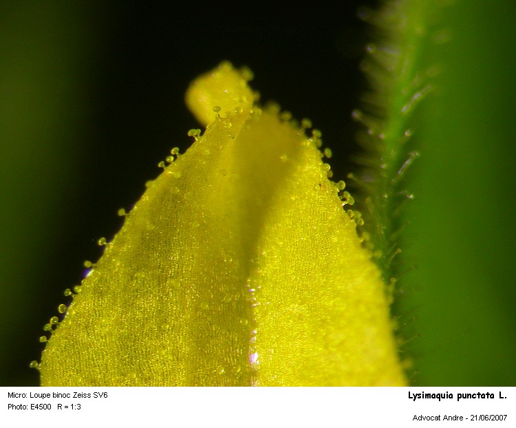 Lysimachia punctata L. #1770
