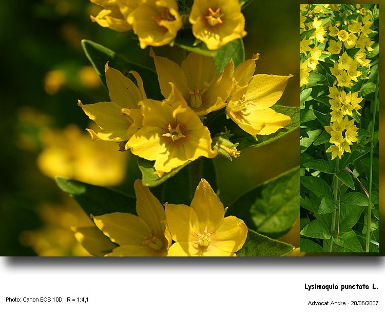 Lysimachia punctata L. #1768