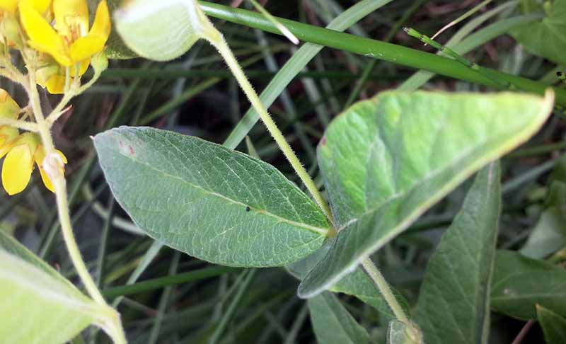 Lysimachia vulgaris Linné, 1753 #46345