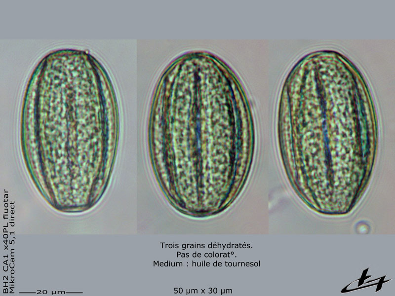 Lythrum salicaria L., 1753 Pollen #76006