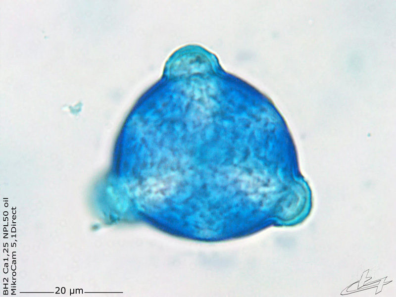 Lythrum salicaria L., 1753 Pollen #76004
