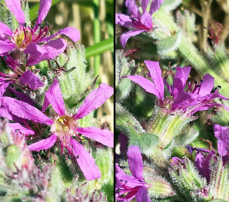 Lythrum salicaria Linné, 1753 #46176