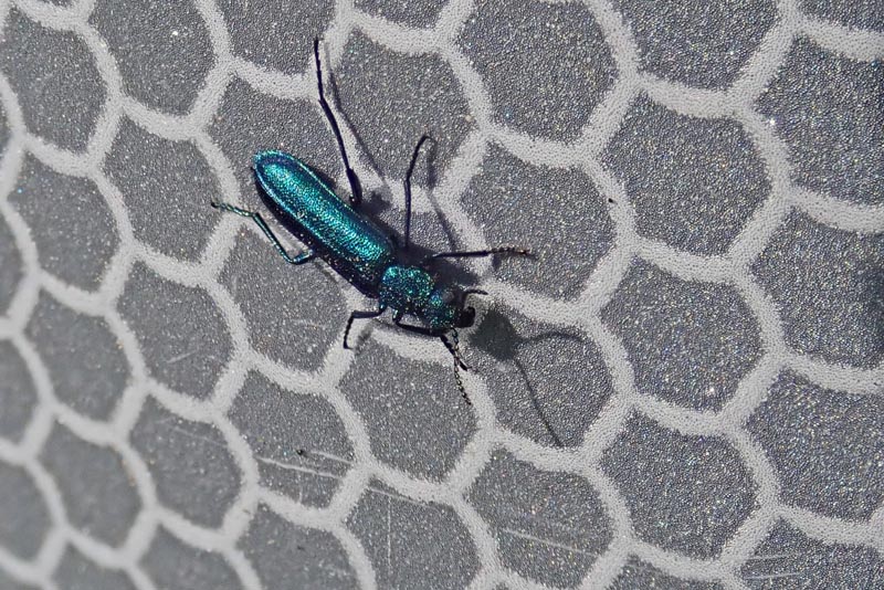 Lytta vesicatoria (L.) 1758 #59412